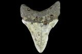 Fossil Megalodon Tooth - North Carolina #109888-2